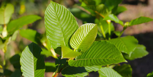 What Is Kratom? A Complete Guide To Mitragyna Speciosa